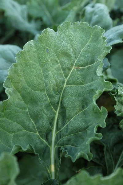 Green Leaf Beet Blurred Background Closeup — Foto Stock