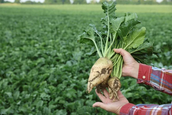 Man holding white beets in field, closeup. Space for text