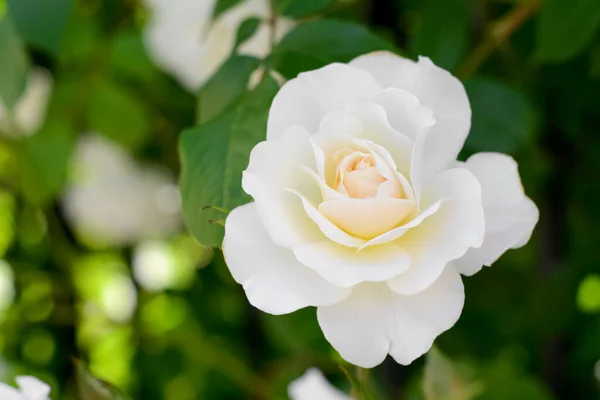 Beautiful Blooming Rose Bush Outdoors Closeup Space Text — Stockfoto