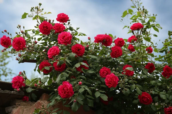 Beautiful Blooming Rose Bush Old Building Outdoors — Foto de Stock