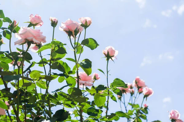 Bush with beautiful blooming roses against blue sky, space for text