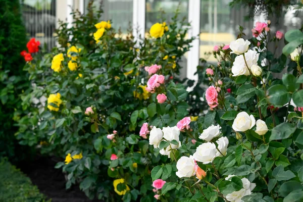 Bushes Colorful Beautiful Roses Outdoors Summer Day — Stock Photo, Image