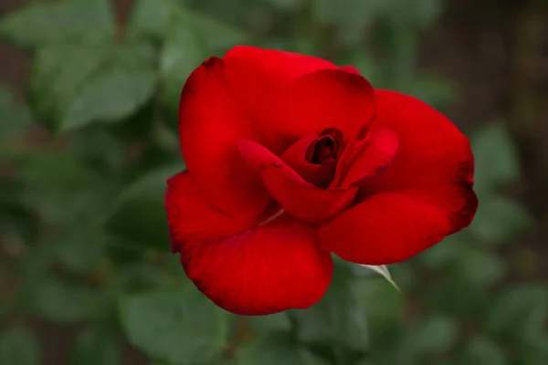 Hermosa Rosa Roja Creciendo Jardín Vista Superior — Foto de Stock