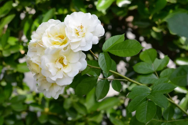 Açık Havada Açan Güzel Beyaz Güller Yakın Plan — Stok fotoğraf