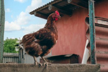 Beautiful brown hen on wooden fence in farmyard. Free range chicken