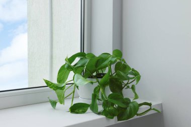 Epipremnum in pot on windowsill indoors. House plant