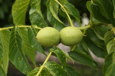 Green unripe walnuts on tree branch outdoors, closeup