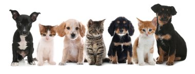 Cute dogs and cats on white background. Banner design