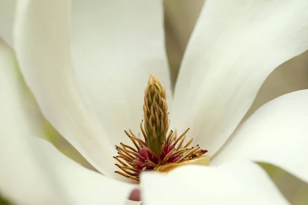 Beautiful Tender White Magnolia Flower Closeup View — Stok Foto