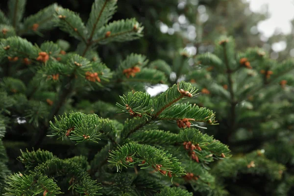 Groene Takken Van Prachtige Naaldboom Buiten Close — Stockfoto