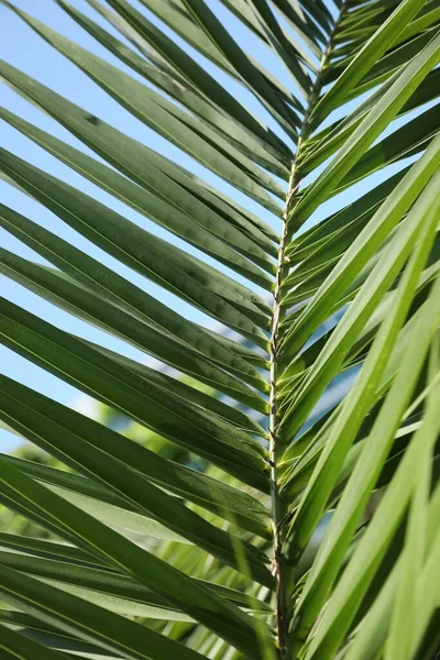 Beautiful Green Tropical Leaf Blue Sky Closeup — Stockfoto