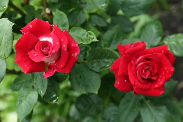 Όμορφα Κόκκινα Τριαντάφυλλα Σταγόνες Δροσιά Στον Κήπο Top View — Φωτογραφία Αρχείου