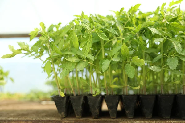 Muitas Plantas Tomate Verde Bandeja Mudas Mesa — Fotografia de Stock