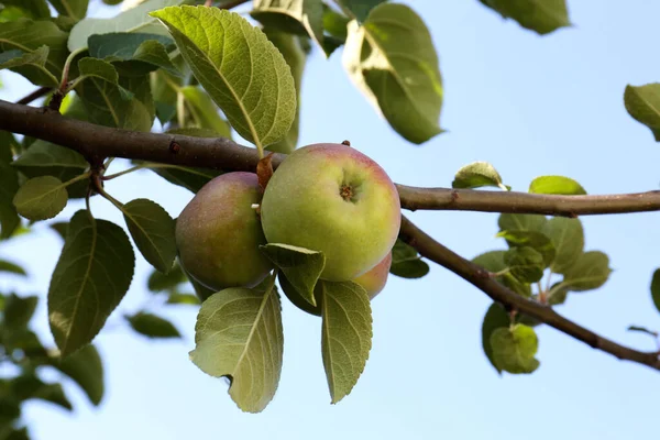 Νωπά Και Ώριμα Μήλα Στο Κλαδί Του Δέντρου Ενάντια Στον — Φωτογραφία Αρχείου