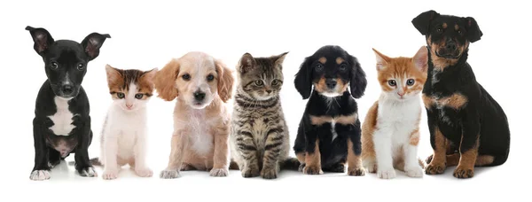 Cute Dogs Cats White Background Banner Design — Stock Photo, Image