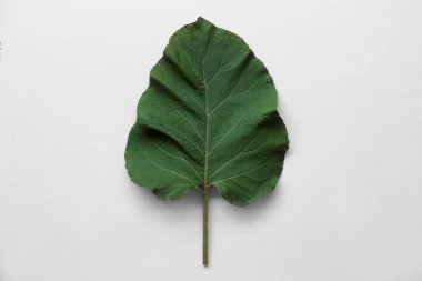 Fresh green burdock leaf on white background, top view