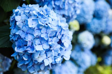 Beautiful hortensia flower growing in park, closeup