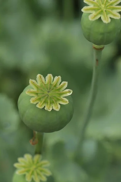 Green Poppy Heads Growing Field Closeup — Photo