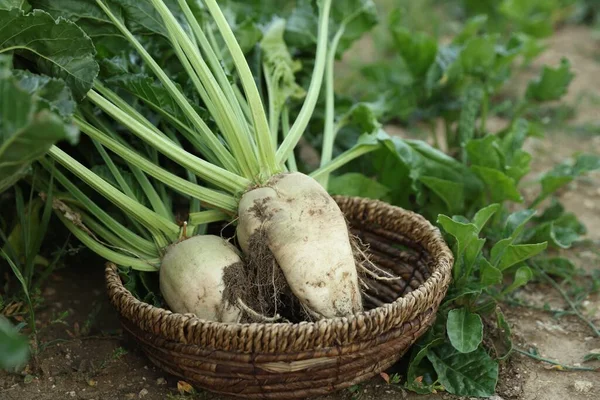 Fresh white beet plants in wicker basket outdoors