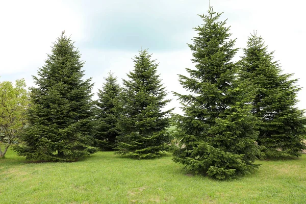 Beautiful fir trees growing in the garden on sunny day