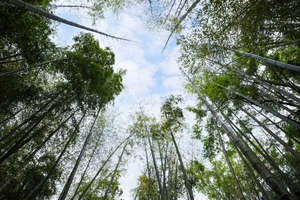 Beautiful Bamboo Forest Cloudy Sky Bottom View — Stock fotografie