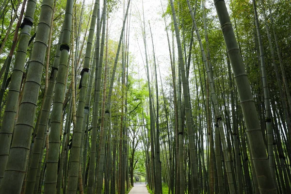 Picturesque View Tranquil Park Pathway Surrounded Beautiful Bamboo —  Fotos de Stock