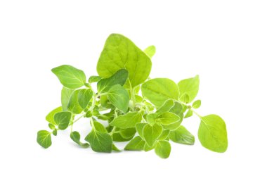 Aromatic fresh basil leaves on white background