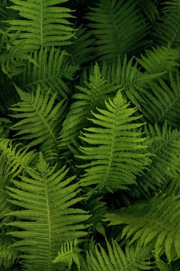 Açık havada yemyeşil yaprakları olan güzel eğreltiotu.