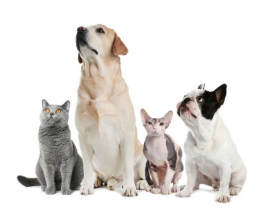 Cute dogs and cats on white background