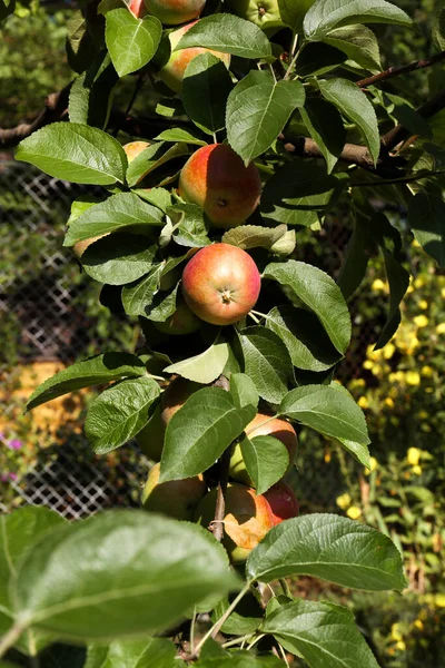 Fresh Ripe Apples Tree Branch Garden — Fotografia de Stock