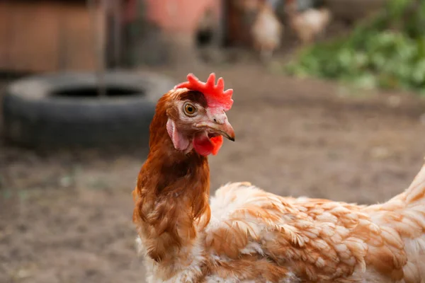 Beautiful Brown Hen Farmyard Closeup Free Range Chicken — Stock Photo, Image