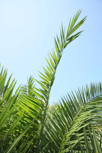 Красиве Зелене Тропічне Листя Тлі Блакитного Неба Крупним Планом — стокове фото