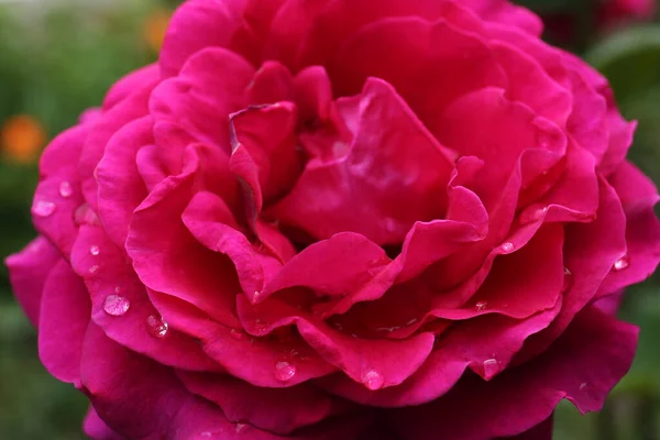 Beautiful Pink Rose Flower Dew Drops Closeup — 스톡 사진
