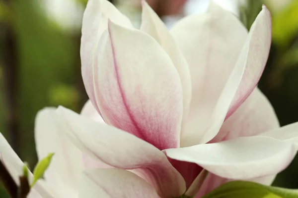 Magnolia Tree Beautiful Flower Blurred Background Closeup — Stock Photo, Image