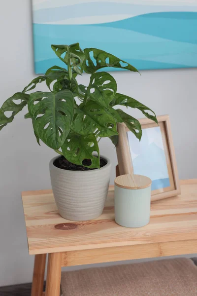 Beautiful Houseplant Home Decor Wooden Table Room — Stok Foto
