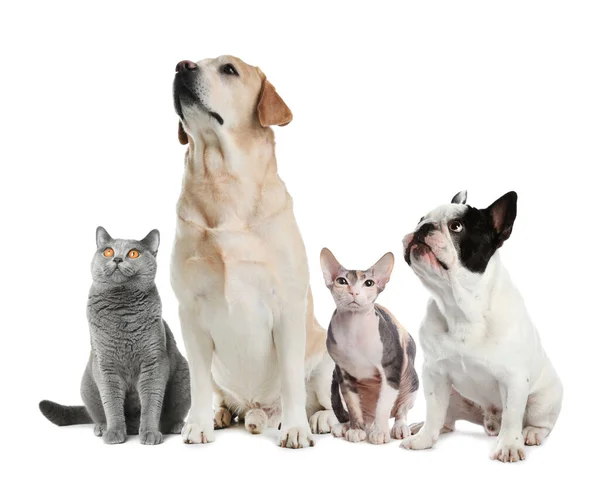 Cute Dogs Cats White Background — Foto de Stock