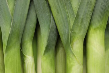 Arkaplan olarak taze çiğ pırasa, üst görünüm