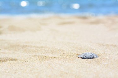 Beautiful shell on sandy beach, closeup. Space for text