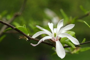 Bulanık arkaplanda güzel çiçekli manolya ağacı, yakın plan.