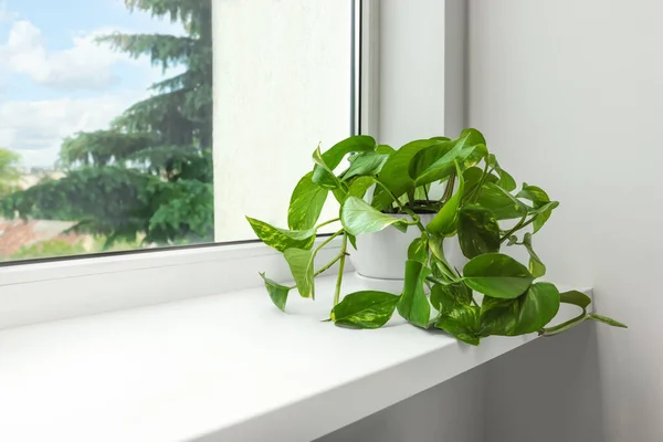窓辺の鍋にEpiprenum テキストのためのスペース 家の植物 — ストック写真