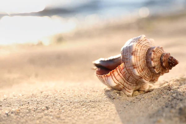 Bella Conchiglia Sulla Spiaggia Sabbia Spazio Testo — Foto Stock