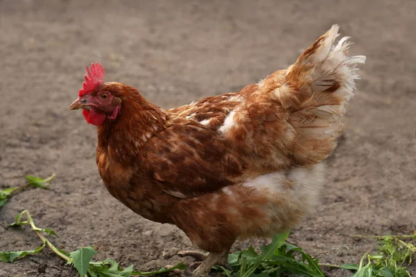 Beautiful Brown Hen Farmyard Free Range Chicken — Stock Photo, Image