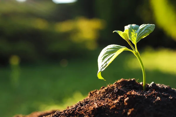 Beautiful Green Seedling Soil Outdoors Closeup Space Text Planting Tree — 스톡 사진