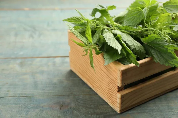 Fresh Stinging Nettle Leaves Crate Blue Wooden Table Closeup Space — Stockfoto