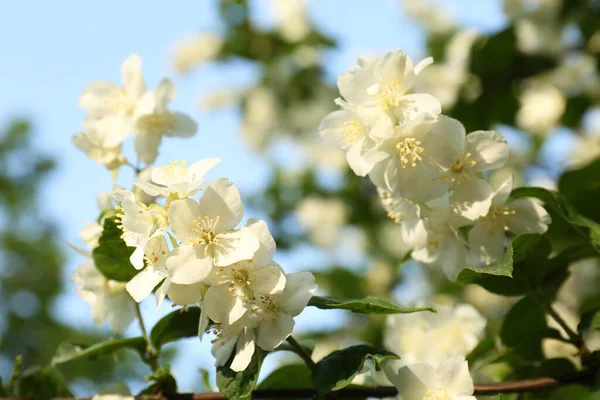 Schöne Blühende Weiße Jasminsträucher Freien Nahaufnahme — Stockfoto