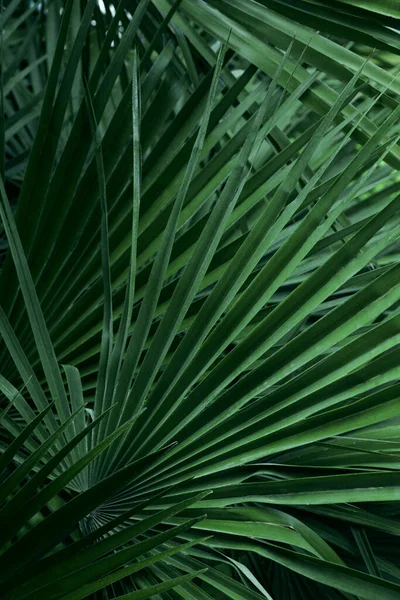 Beautiful Green Tropical Leaves Outdoors Closeup View — Stock Fotó