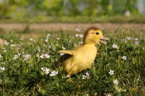 Cute Fluffy Duckling Outdoors Sunny Day Space Text — Photo