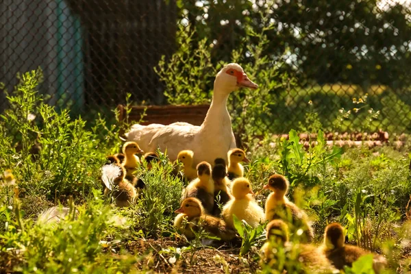 Mignon Canetons Moelleux Avec Mère Dans Cour Ferme — Photo