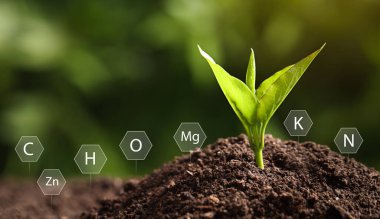 Illustration of chemical elements. Young plant growing in soil outdoors, closeup