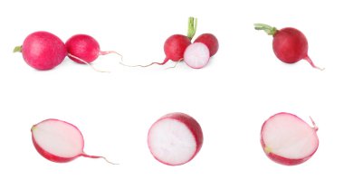 Set with fresh ripe radishes on white background
